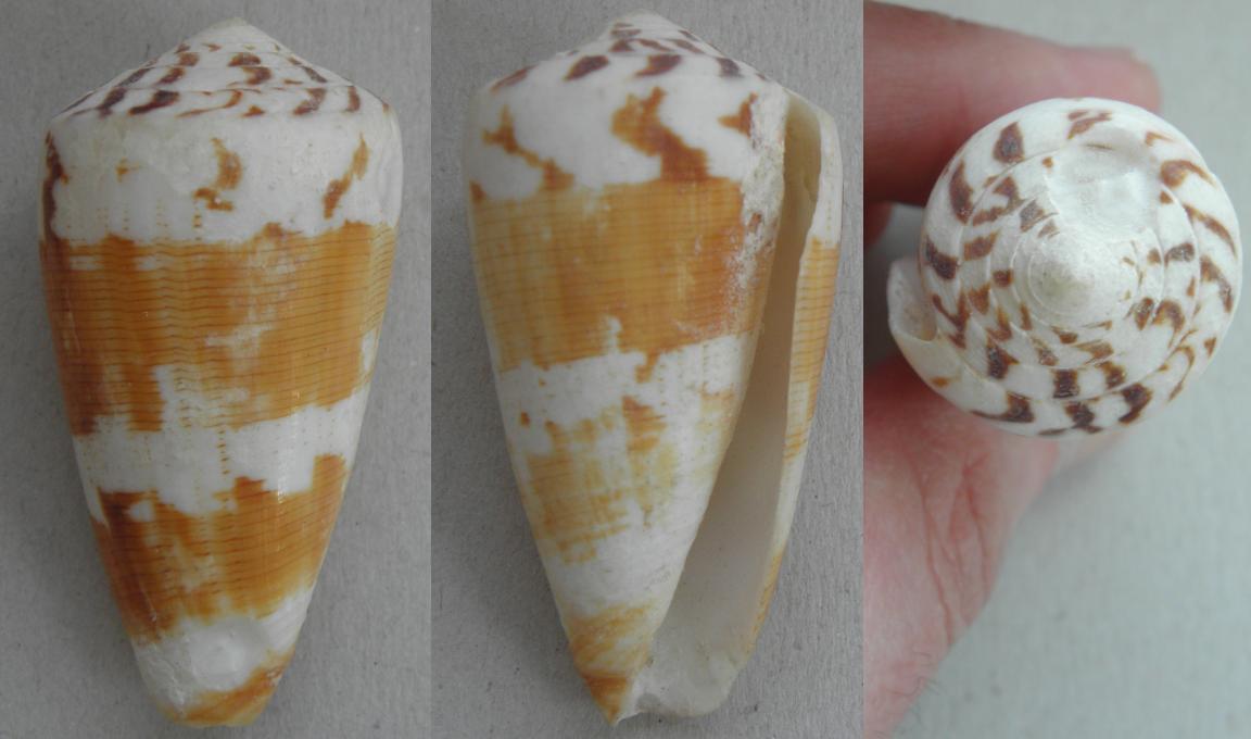 da determinare = Conus striatellus